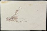Detailed Fossil Lobster (Pseudostacus) - Lebanon #48519-1